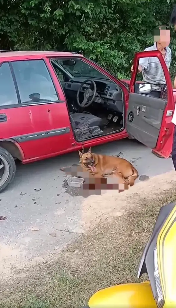 Heng kee roasted pork owner's son responds after father was accused of chaining and dragging dog behind vehicle