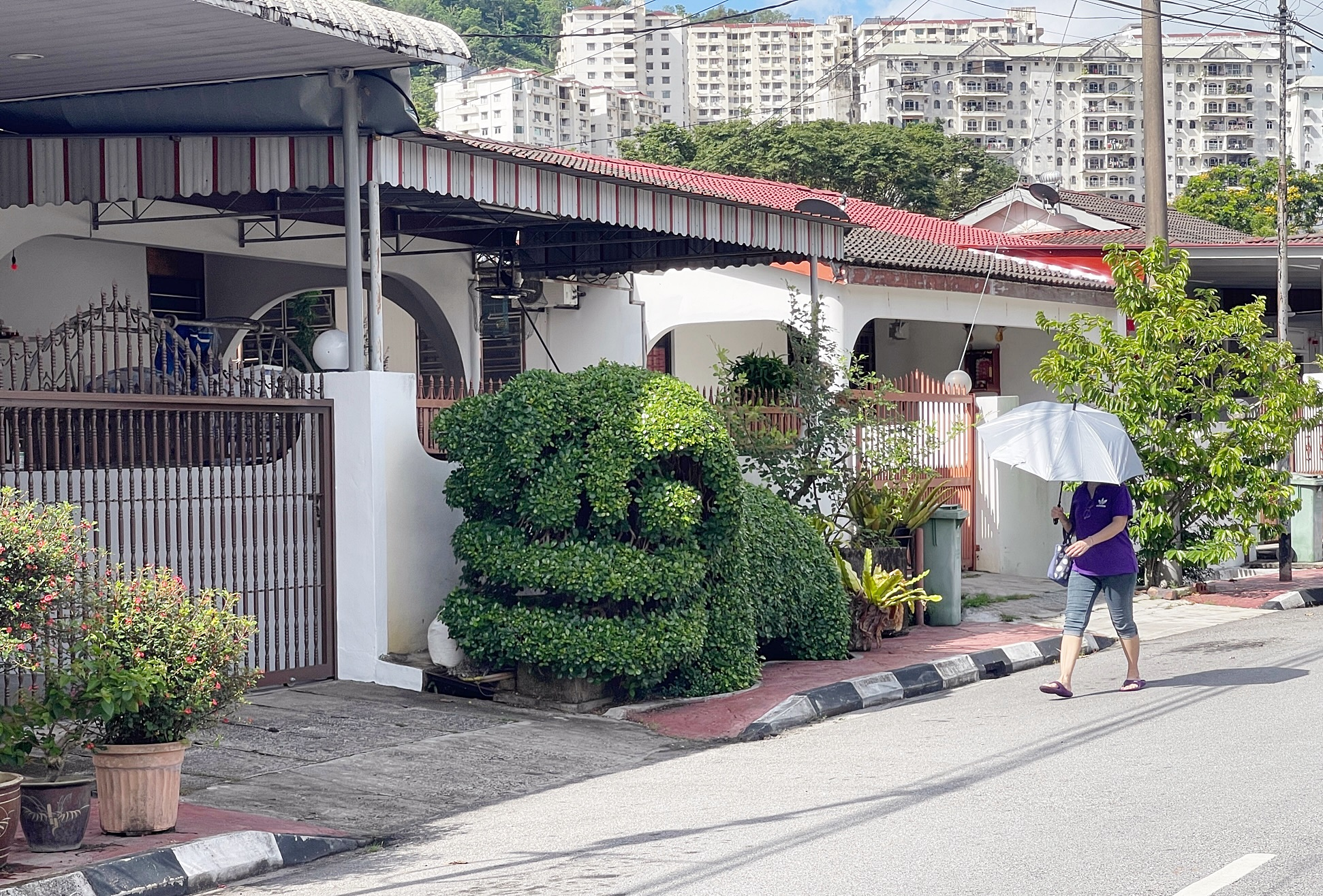 Penang man turns money tree into 'dancing lion' sculpture at residential area, wows m'sians