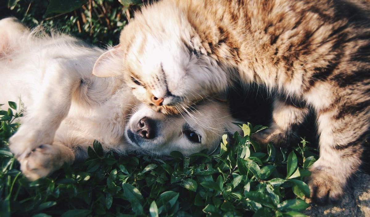 Selangor Govt Plans To Ban The Sale Of Cats And Dogs At Pet Stores To Encourage Adoption