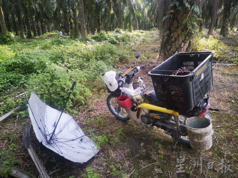 38yo m'sian man allegedly killed after he scolded thief for stealing from palm oil plantation