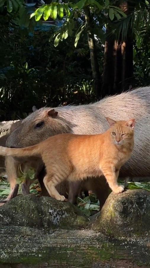 Oyen which frequently hung out with capybaras at zoo negara gets its very own sign