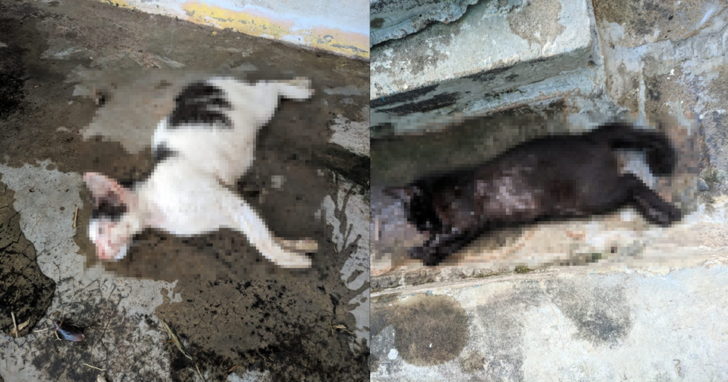2 cats were dead in uum