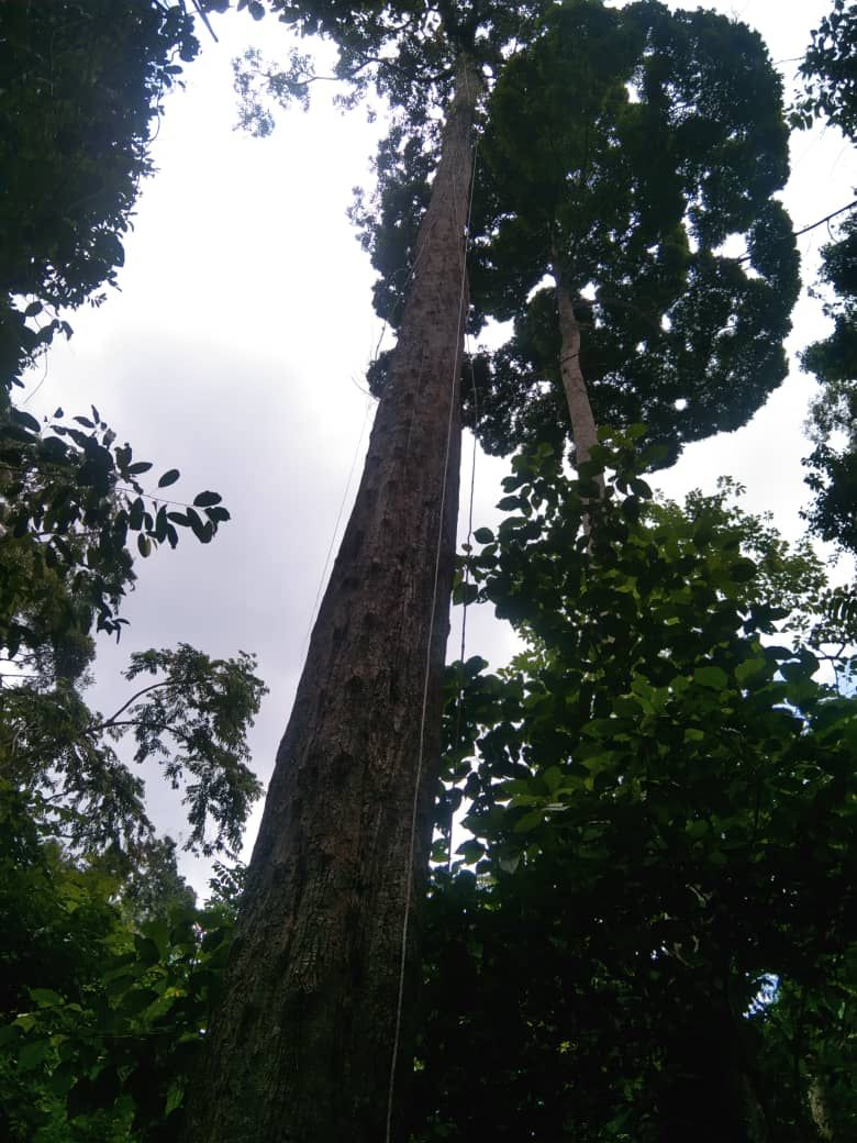 Tualang tree in kelantan
