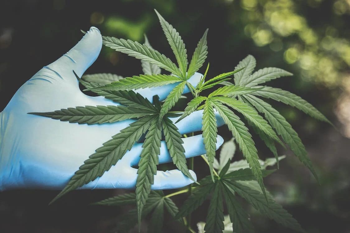28yo Man Jailed For Life And Whipped 7 Times For Planting Cannabis Tree At His Home In Sabah
