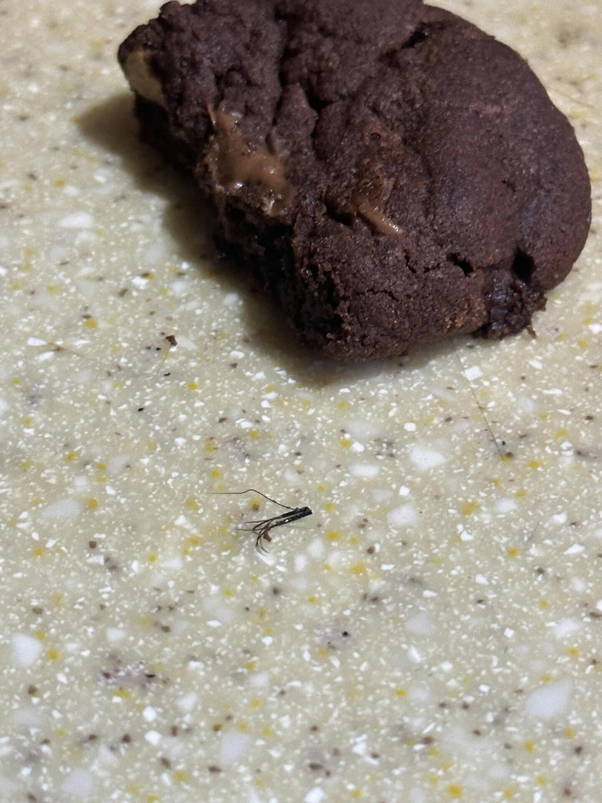 false eyelashes in half-eaten cookie