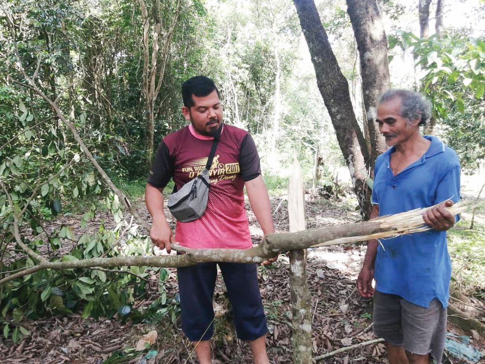 Msian farmer showing the tree branch that was destroyed by wild elephants