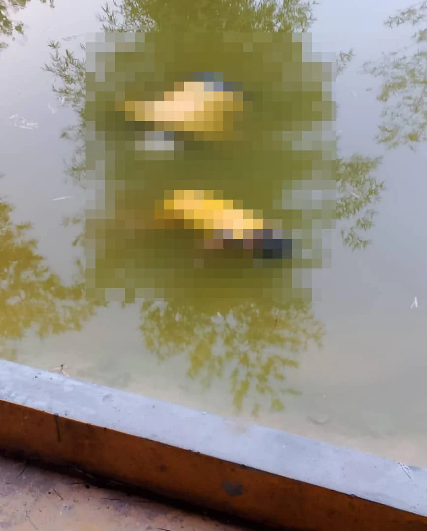 78yo m'sian man & grandchild drown inside pond in kedah | weirdkaya