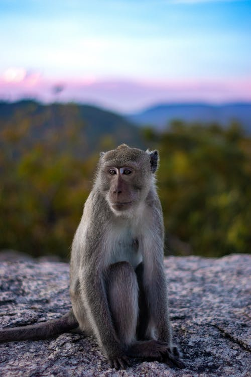 Monkey sitting alone on a hill