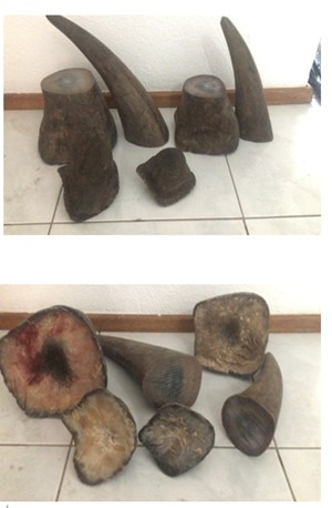 Few pieces of rhinoceros horns displayed on a table