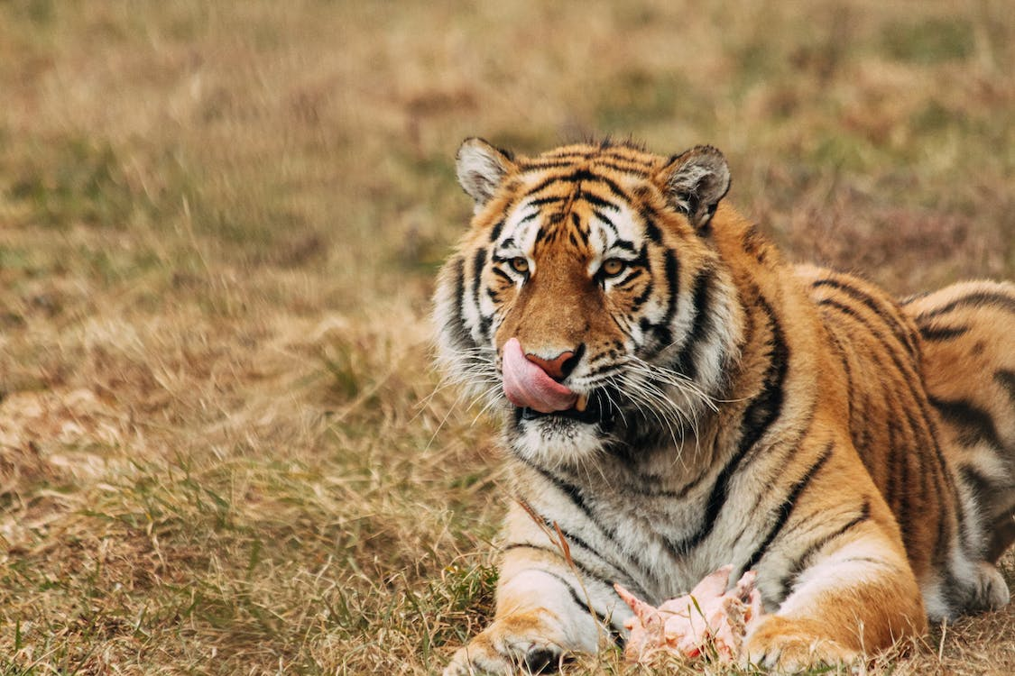 Tiger sitting in a field licking its mouth