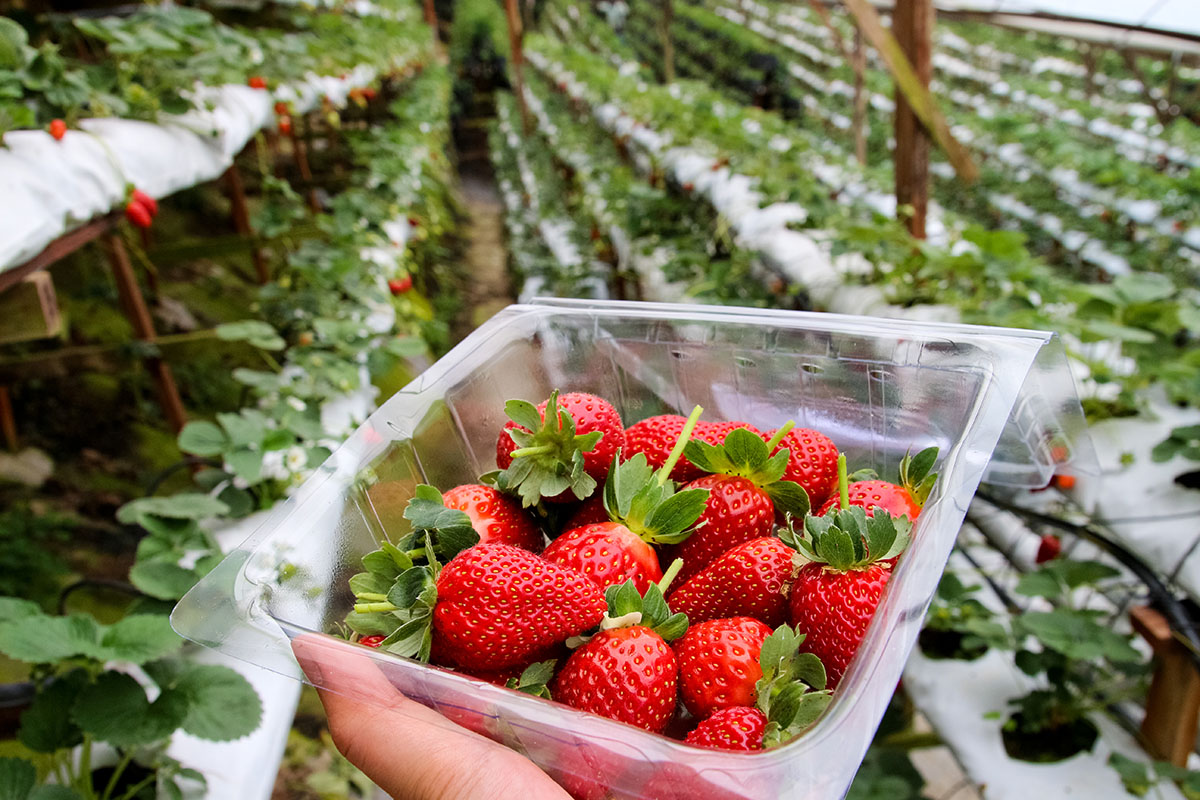 Strawberries in cameron highland