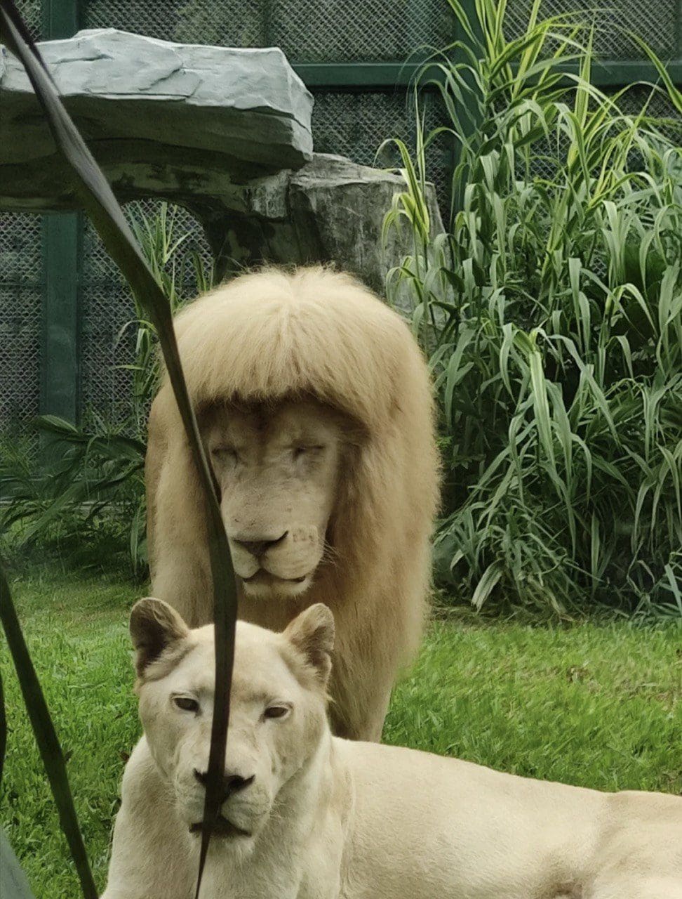 Lion with stylish fringe spotted at Guangzhou Zoo, staff denies grooming its mane