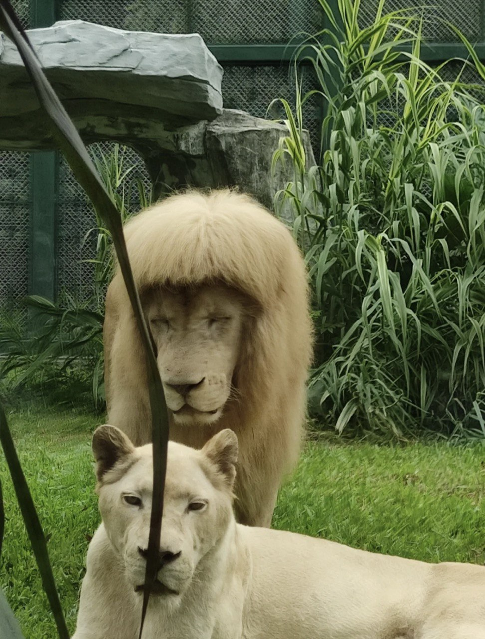 Lion with stylish fringe spotted at guangzhou zoo, staff denies grooming its mane