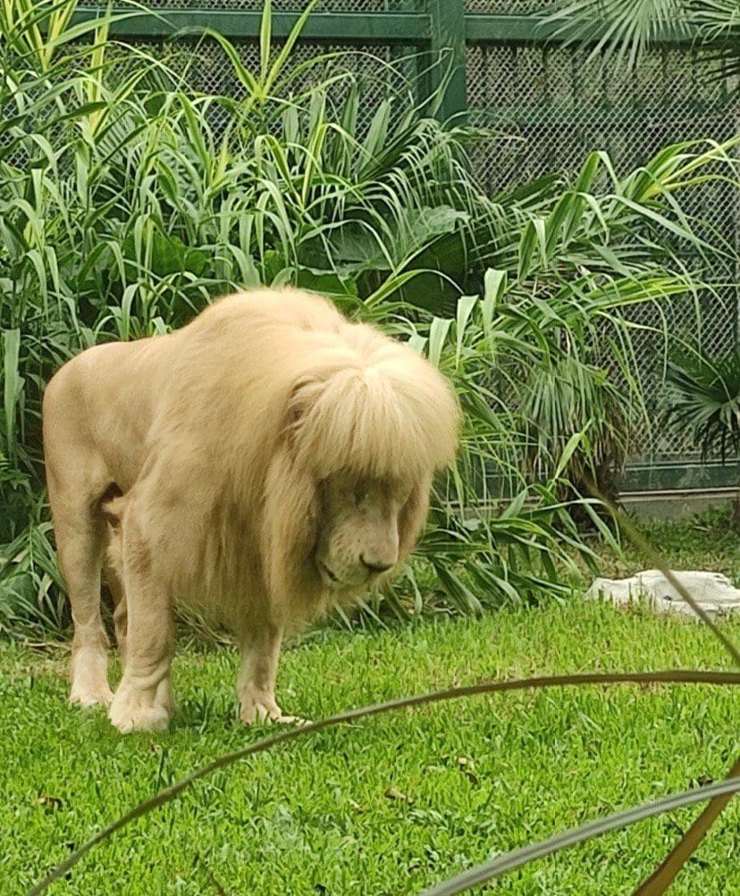 Lion with stylish fringe spotted at Guangzhou Zoo, staff denies grooming its mane