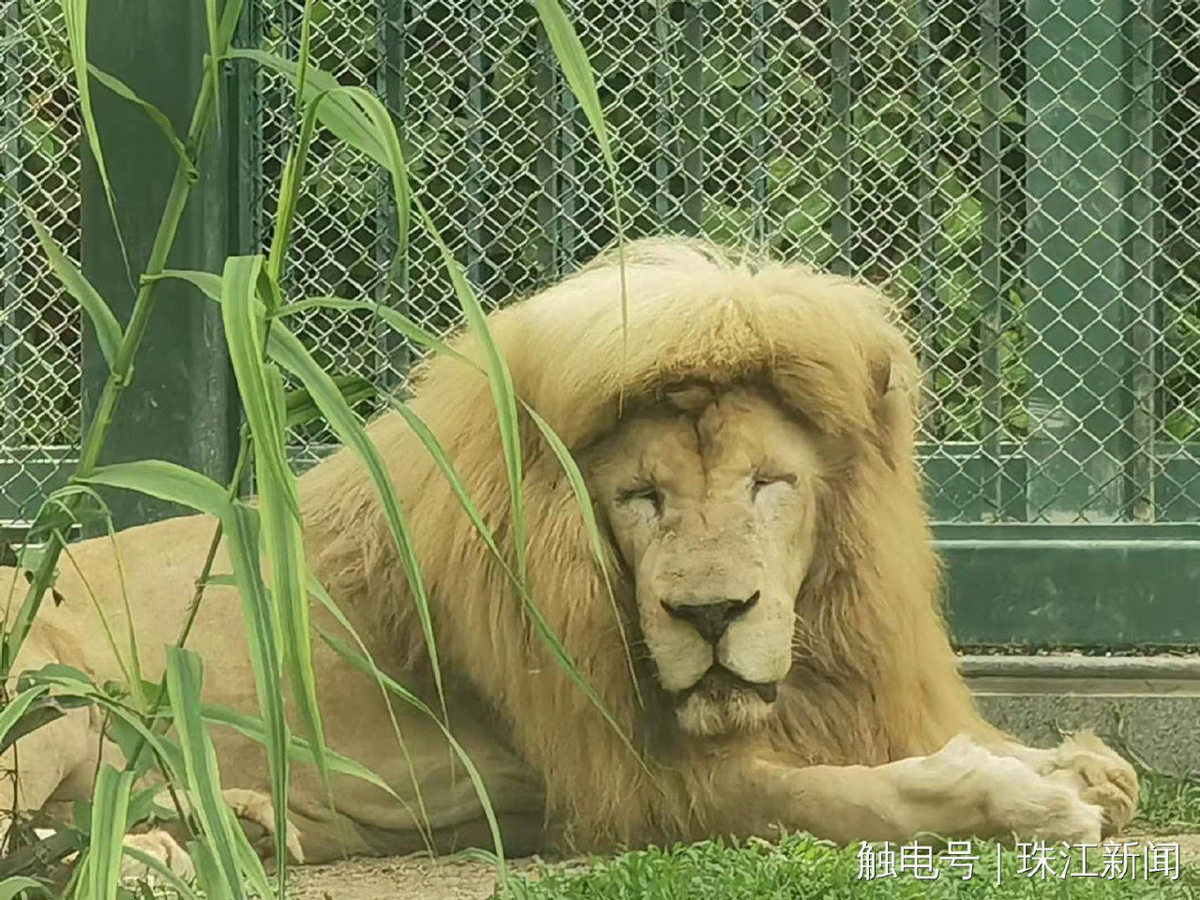 Lion with stylish fringe spotted at guangzhou zoo, staff denies grooming its mane