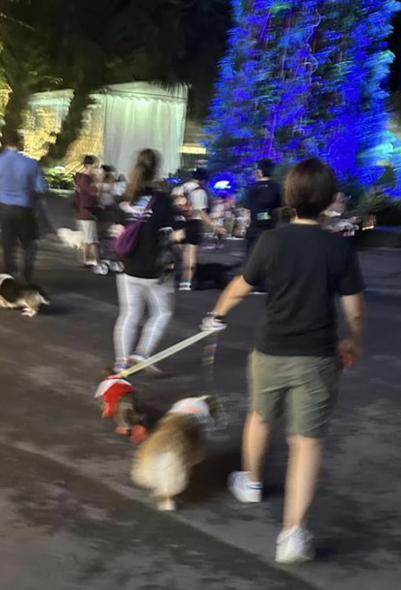 Owner of dog who bit 4yo boy at gardens by the bay fleeing the scene