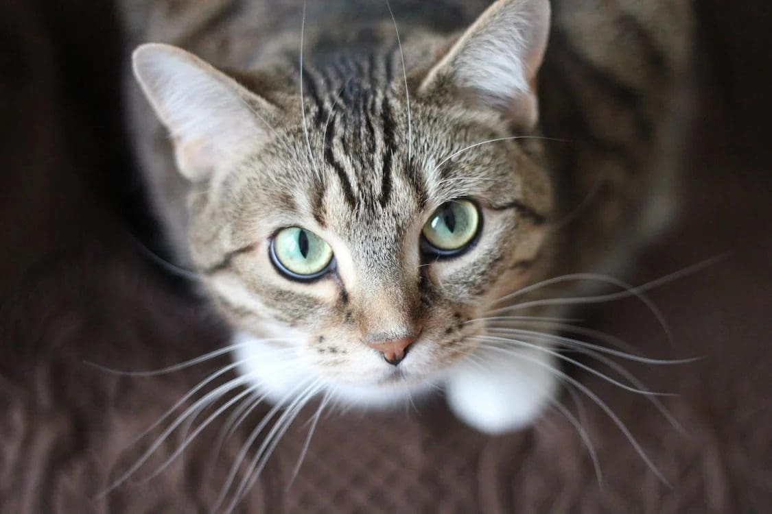 Cat looking directly at the camera