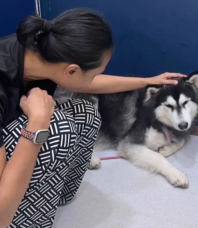 Kitster the husky being rescued