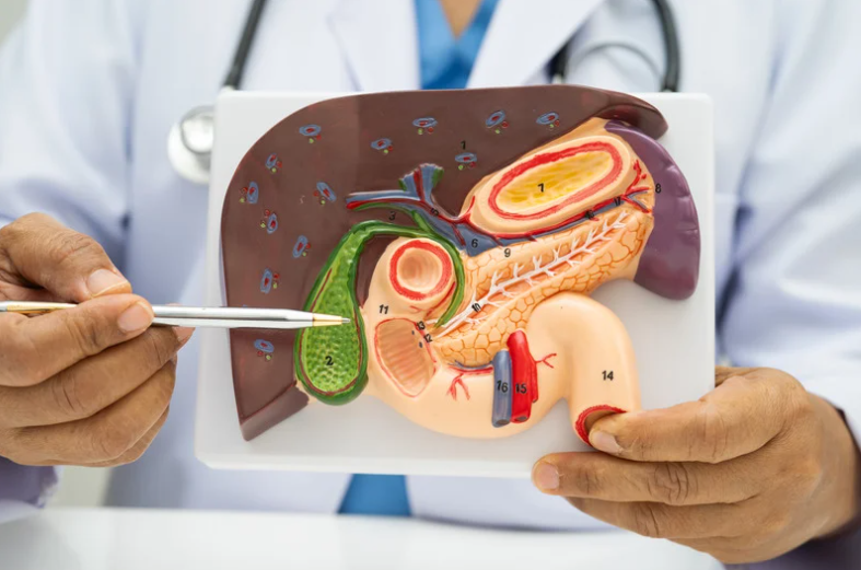 doctor with diagram of stomach
