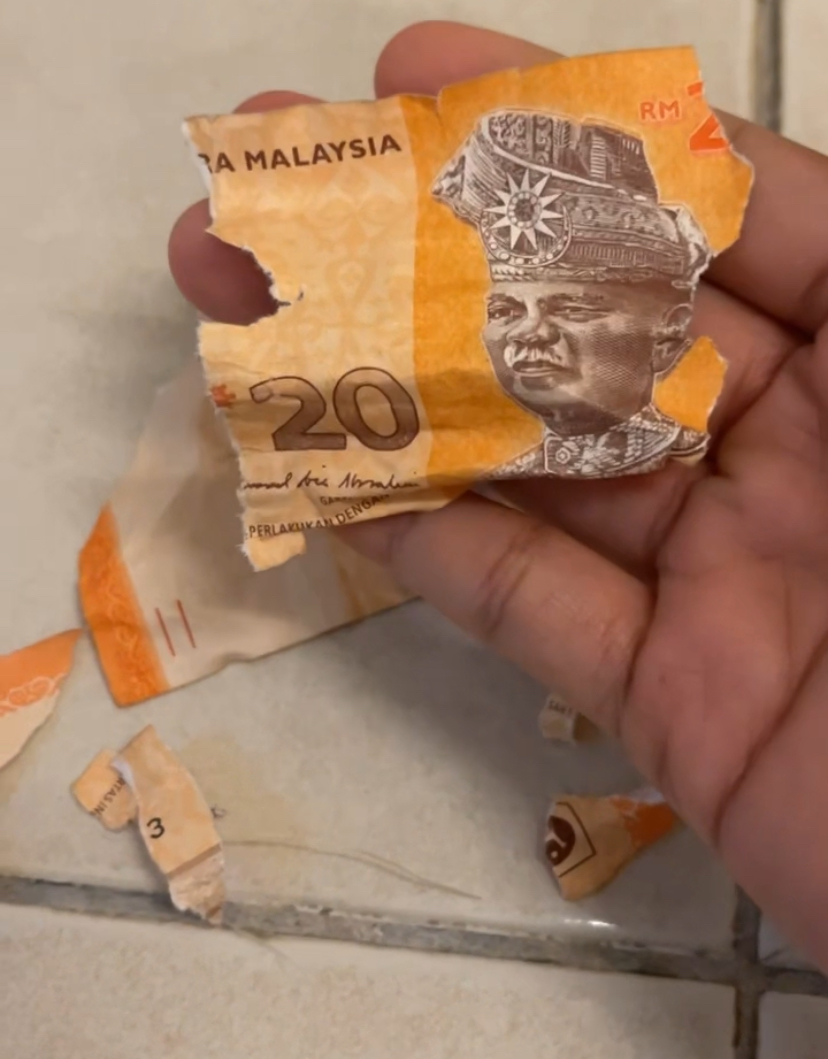 ‘i’m broke now’ - m’sian woman crushed after cat shreds her rm20 notes into pieces | weirdkaya