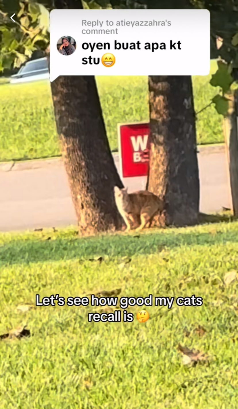 Oyen sitting near a tree