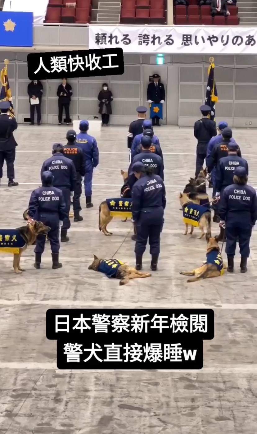 Japanese police dog