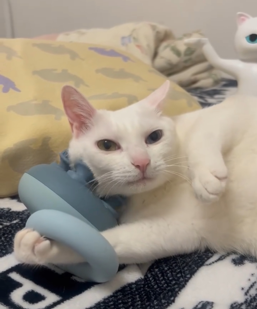 This cat giving itself a head massage is all of us after a long day