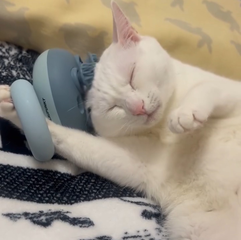 This cat giving itself a head massage is all of us after a long day