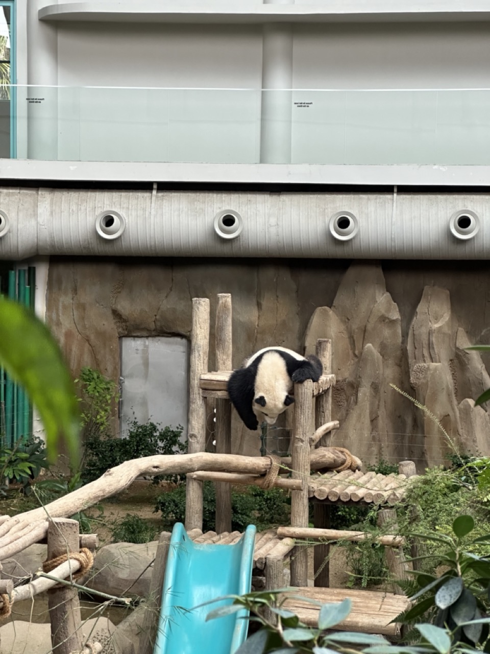 Panda cubs born in m'sia, yi yi & sheng yi, will be returned to china on aug 29 | weirdkaya