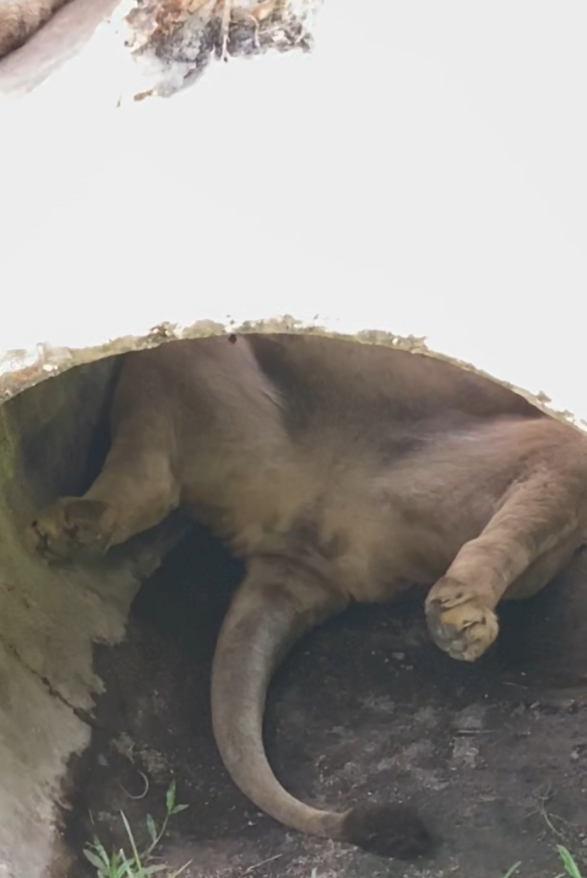 M'sians amused to see lions drooling while taking a nap at johor zoo