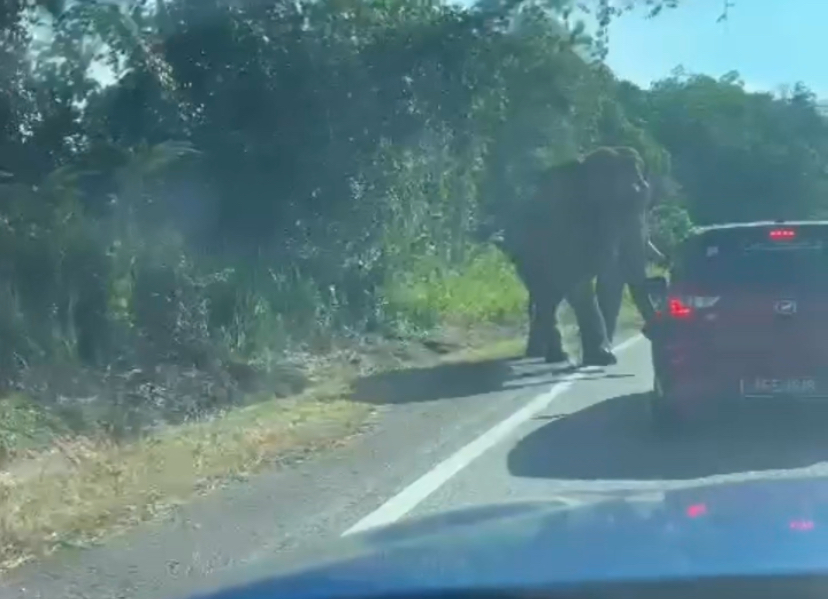 Elephant at jeli - gerik pathway malaysia