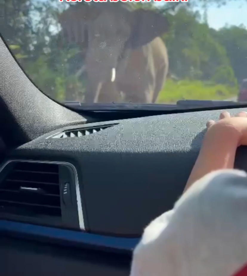 Elephant at jeli - gerik pathway malaysia