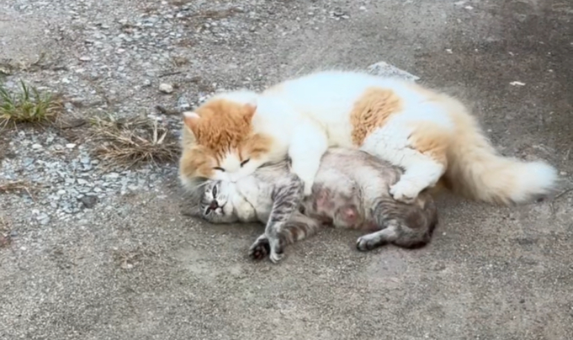 It’s all purr and games for these cats until one pretends to ‘play dead