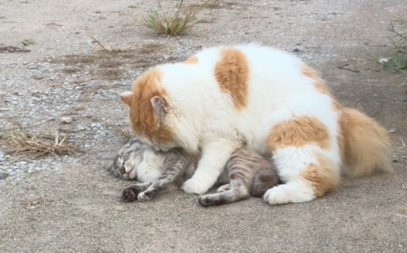 It’s all purr and games for these cats until one pretends to ‘play dead