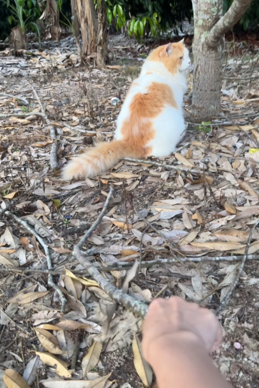 It’s all purr and games for these cats until one pretends to ‘play dead