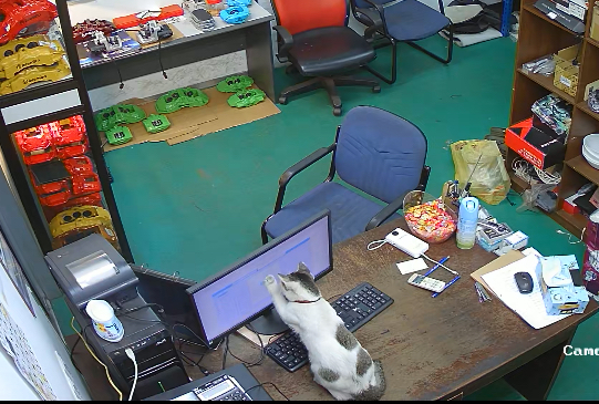 Cat knocks over computer while staff are away