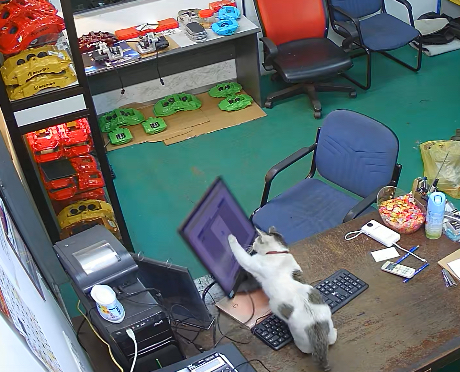 Cat knocks over computer while staff are away