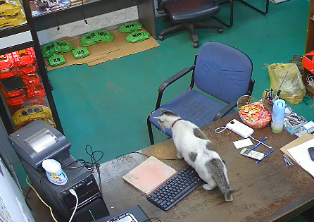 Cat knocks over computer while staff are away