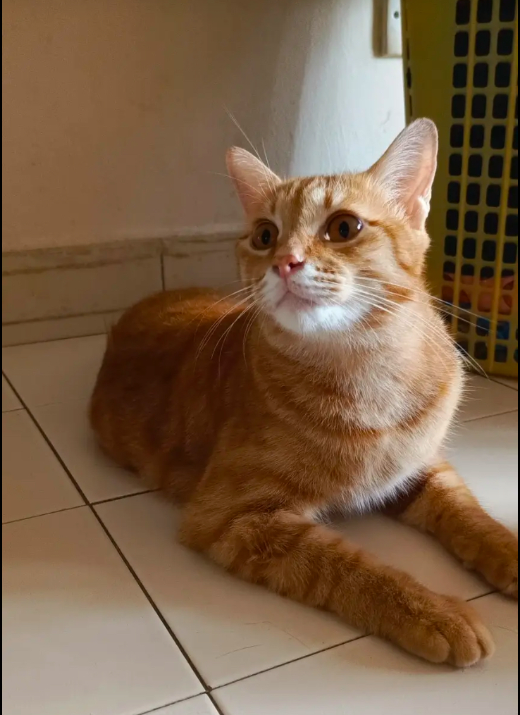 Cats are weird, but this oyen’s sitting style just won the internet