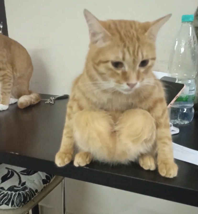 Cats are weird, but this oyen’s sitting style just won the internet