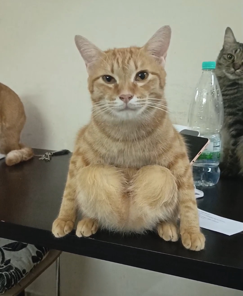 Cats are weird, but this oyen’s sitting style just won the internet