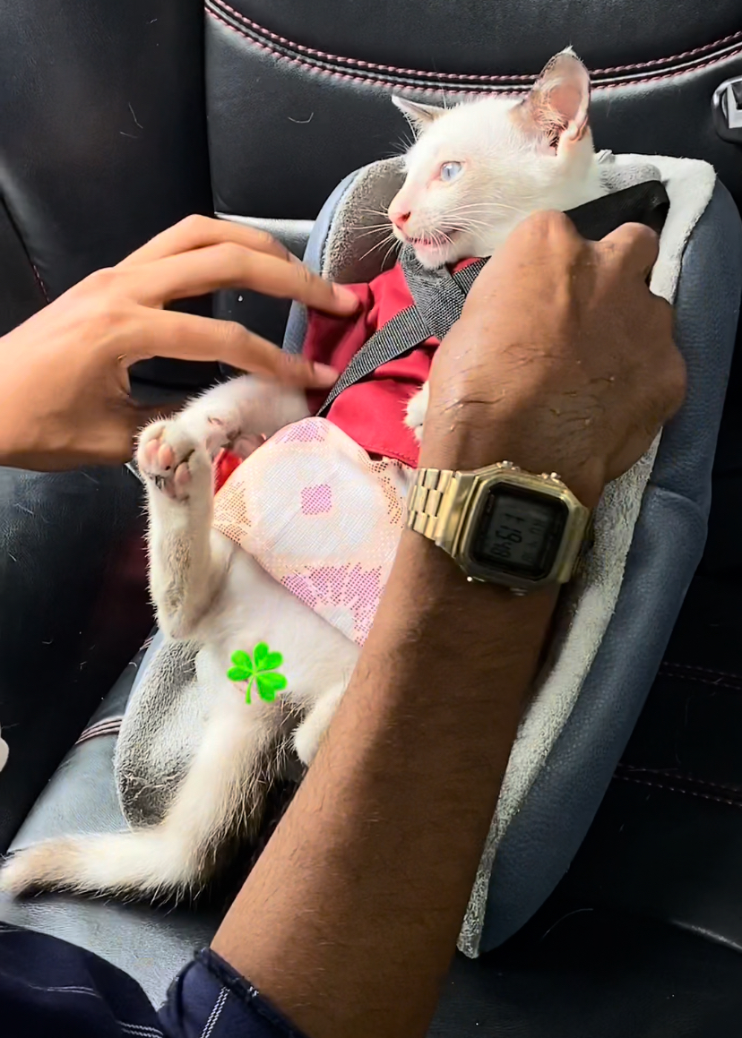 Cat in baju melayu in diy car seat