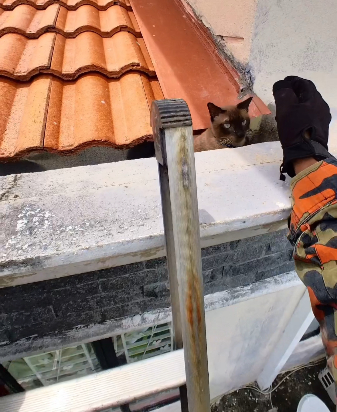 Abang bomba rushes to save cat stuck on roof, only to be bitten before it leaps off casually