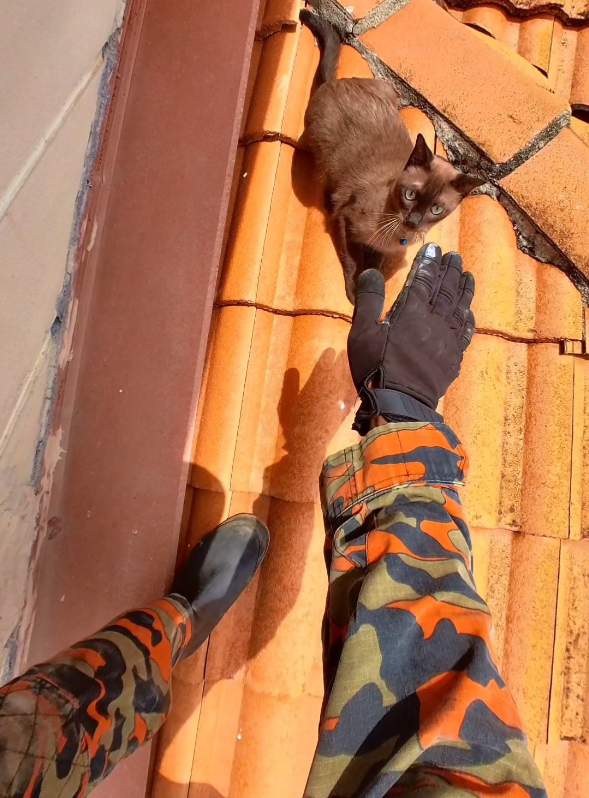 Abang bomba rushes to save cat stuck on roof, only to be bitten before it leaps off casually