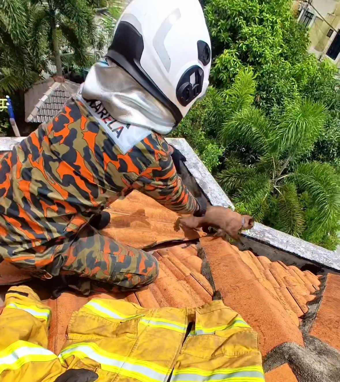 Abang bomba rushes to save cat stuck on roof, only to be bitten before it leaps off casually