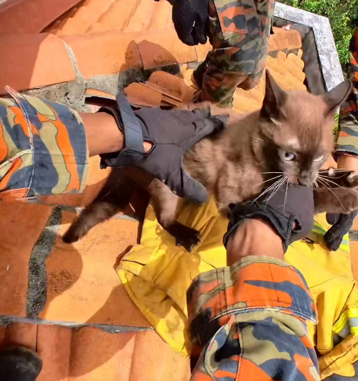 Abang bomba rushes to save cat stuck on roof, only to be bitten before it leaps off casually