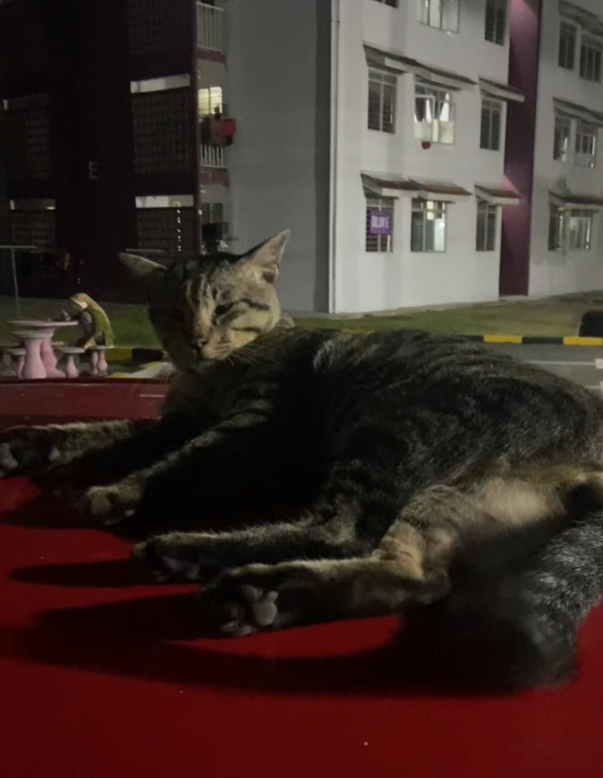 'sis, don’t test me' – cat swats phone after m’sian woman pokes its tail