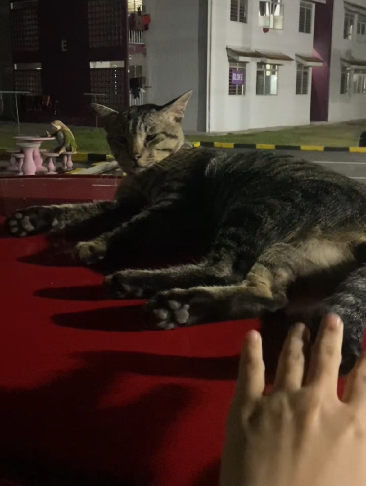 'sis, don’t test me' – cat swats phone after m’sian woman pokes its tail