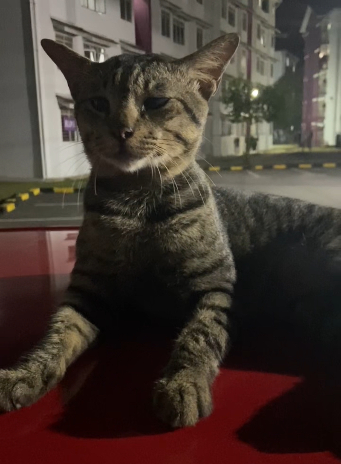 'sis, don’t test me' – cat swats phone after m’sian woman pokes its tail