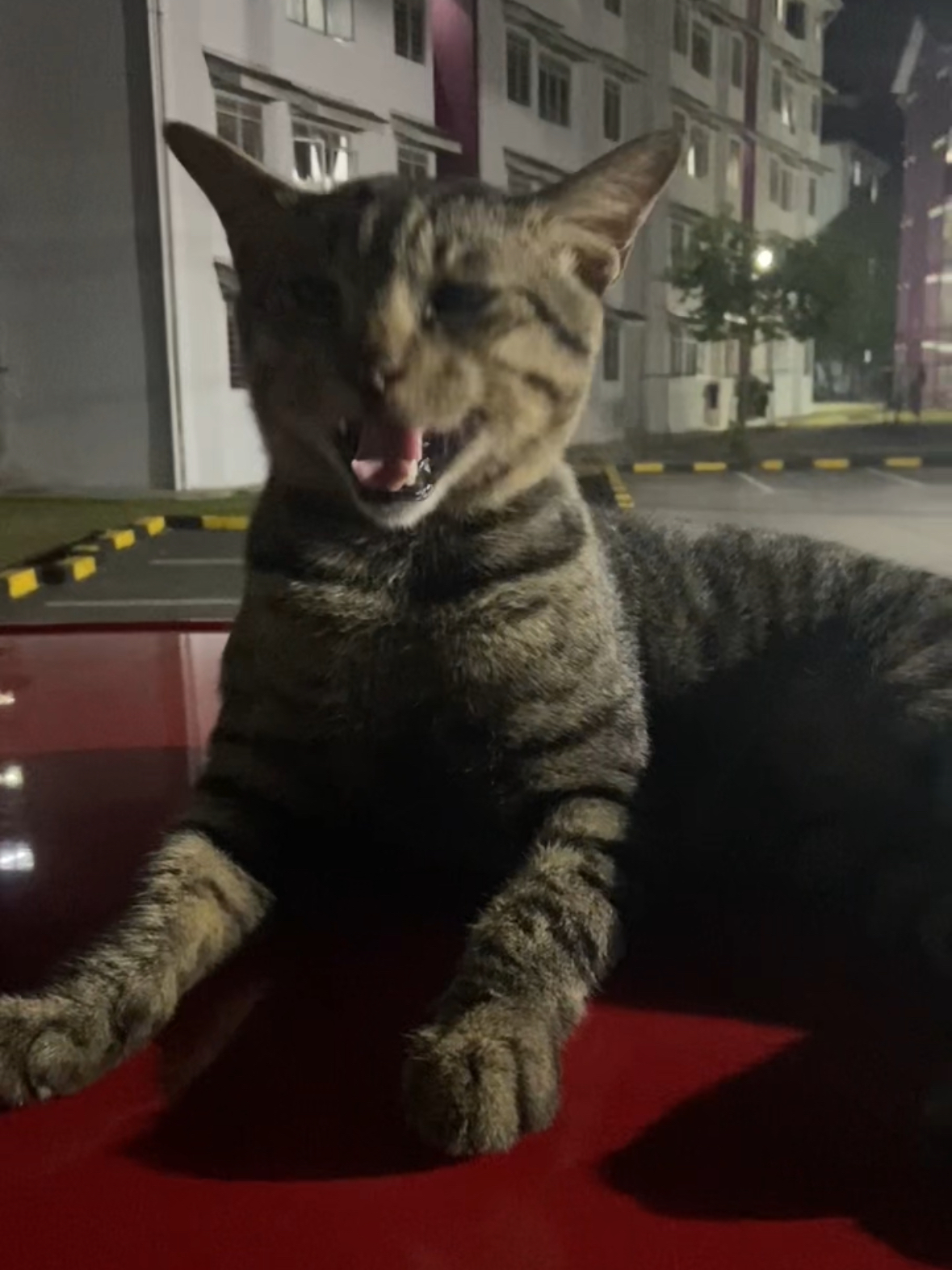 'sis, don’t test me' – cat swats phone after m’sian woman pokes its tail